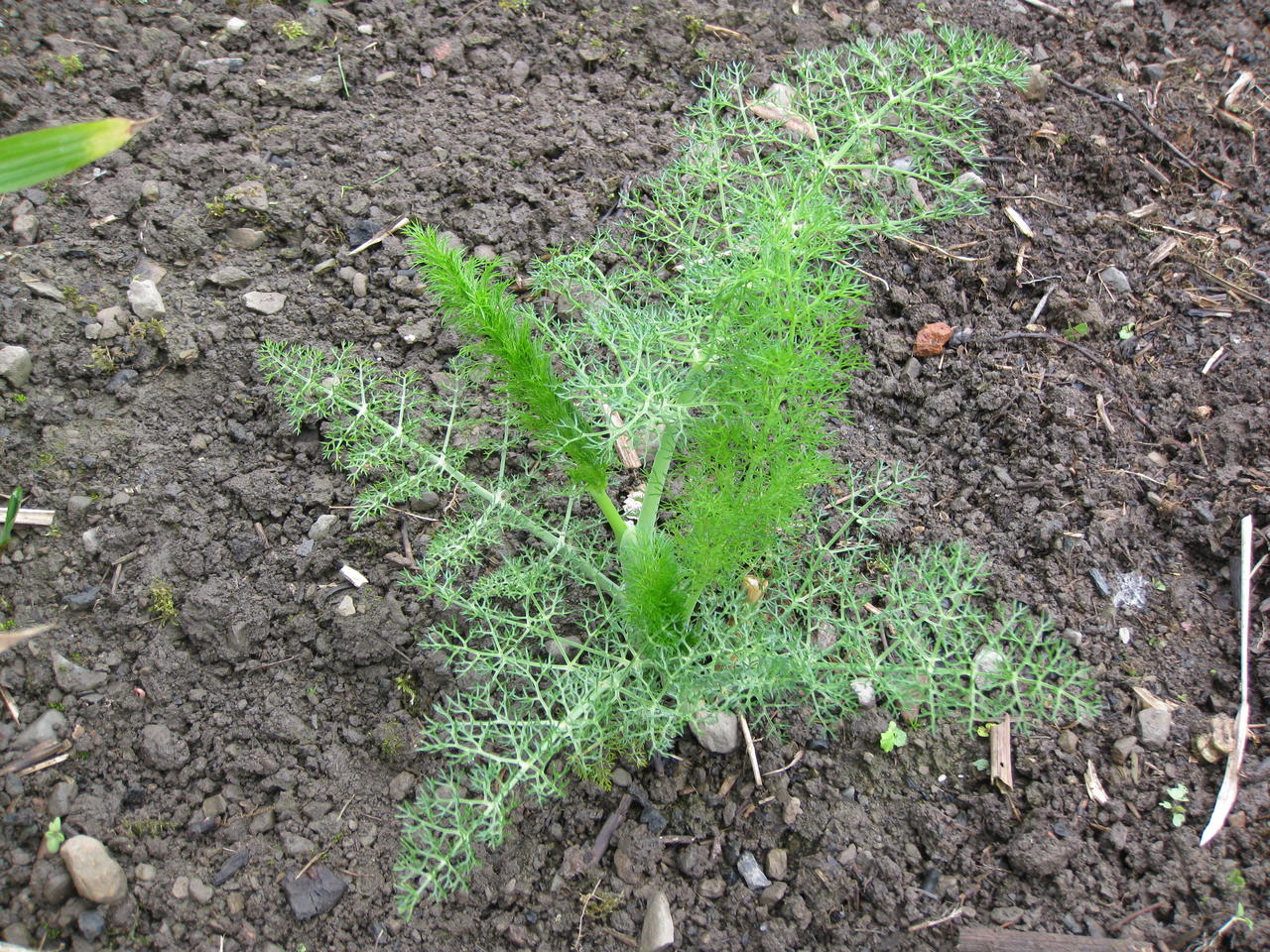 Fennel
