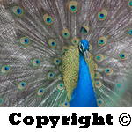 spain tuesday wednesday 264