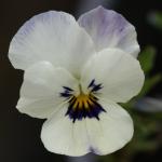 Pansy