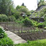 Veg Plot