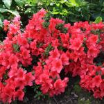 Azalea 'Arabesk'