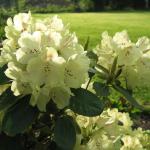 Rhododendron 'Alpenrose' Luteum