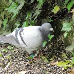 Pigeon 005