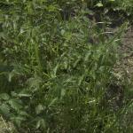2010-05-22_dsc_9524_01.jpg