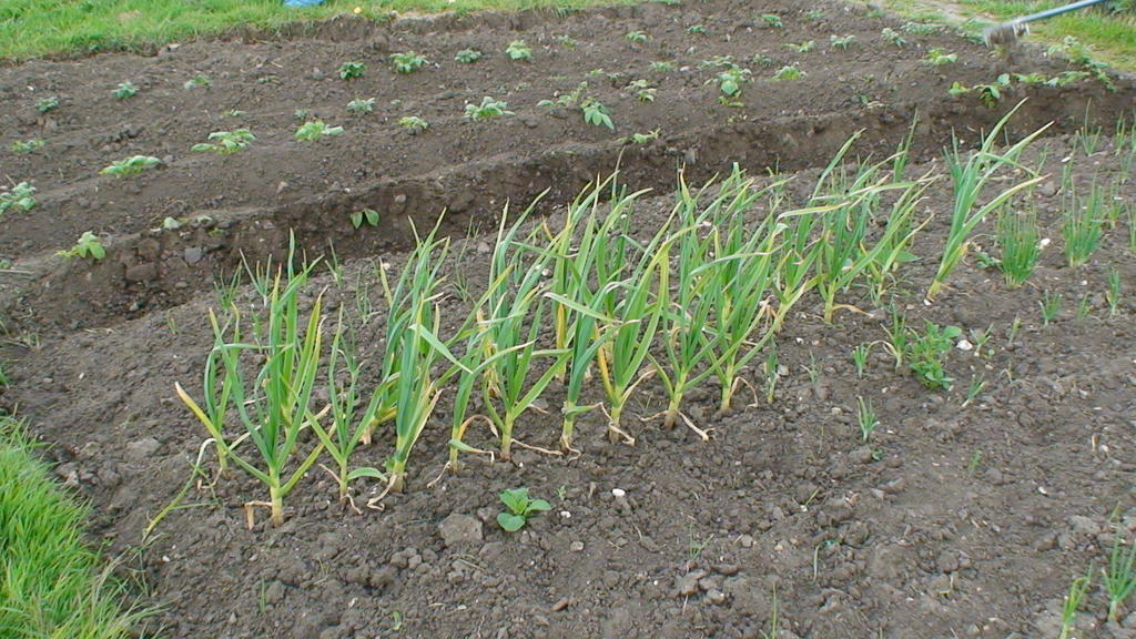 DSC02564.JPG