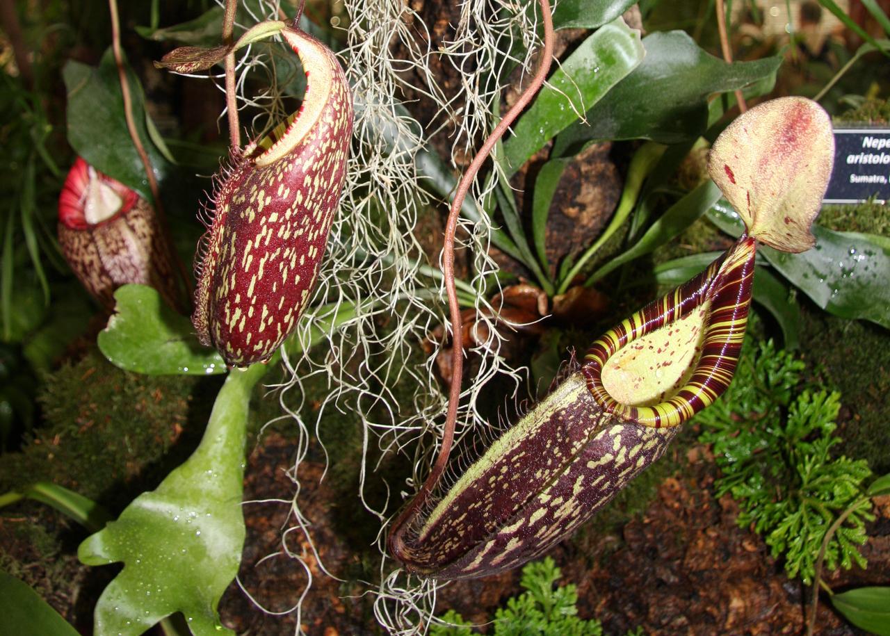 Pitcher Plants