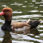 Red Crested Pochard