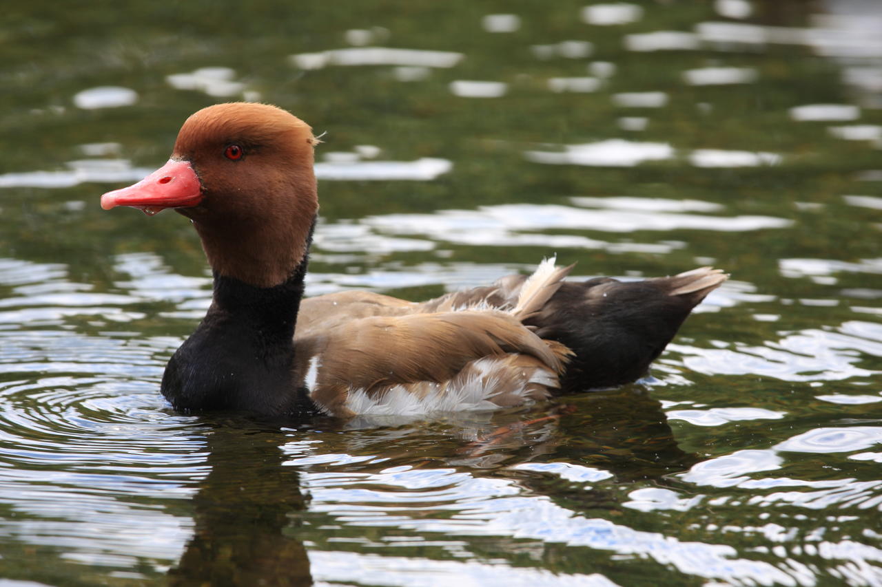 Red Crested Pochard