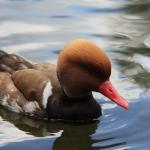 Red Crested Pochard 1