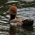 Red Crested Pochard 2