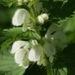dead nettle