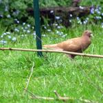 Brown pigeon side
