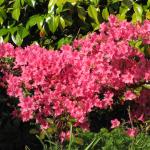 Pink azalia