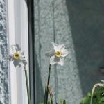 Poets daffodils