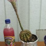 DSCF3070