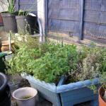 Random pics 2010 005