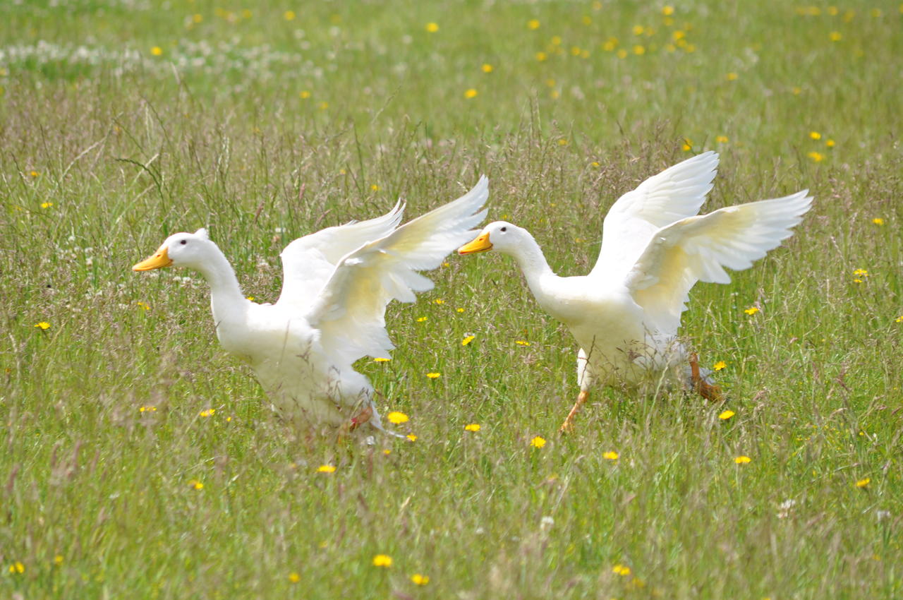 Balis in flight