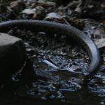Grass Snake 3
