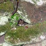 Bank Vole I think