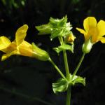 Monkey Flower Mimulus guttatus