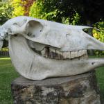 Horse Skull