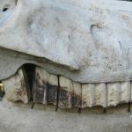 Horse Cheek Teeth