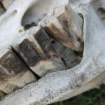 Upper Cheek Teeth