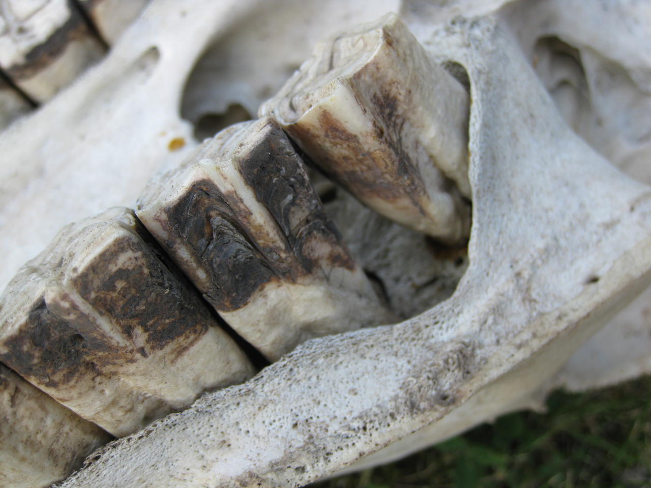 Upper Cheek Teeth