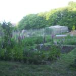 Allotment June 20th 2010 005