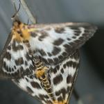 moth1
