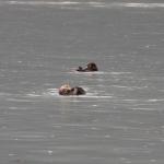 Otter Pair