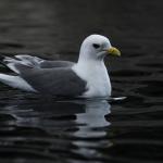 Red Legged Kittiwake