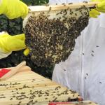 Bees 29.7.10 043