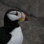 Horned Puffin