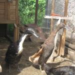 the ducks aug 2010 078