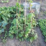 DSCN0728.JPG