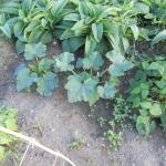 DSCN0729.JPG