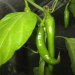 chillis 002