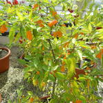 DSCN0934.JPG