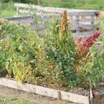 quinoa bed