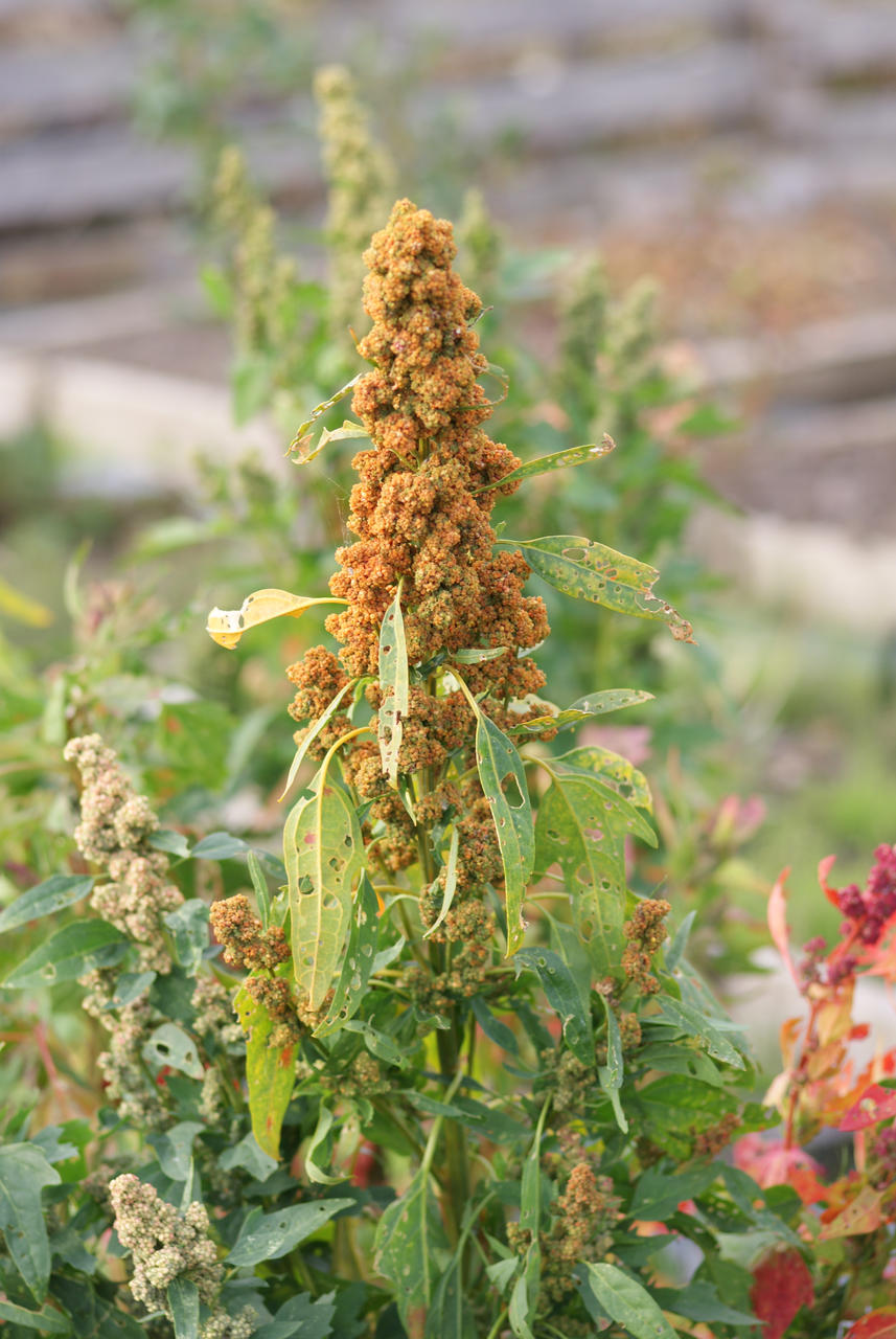 quinoa1