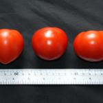 Ferline different shapes