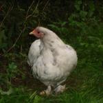 Chickens Sept 2010 016