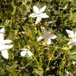 100914_Orgiva (32)