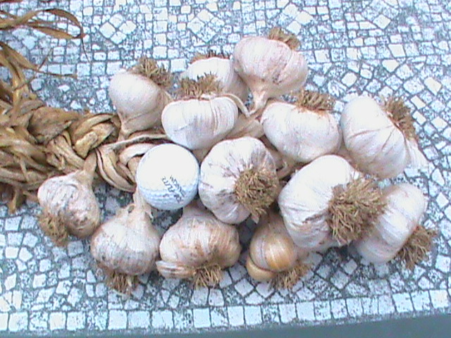 DSC00549.JPG