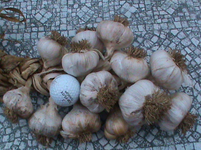 DSC00550.JPG