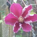 Clamatis_EarnstMarkham