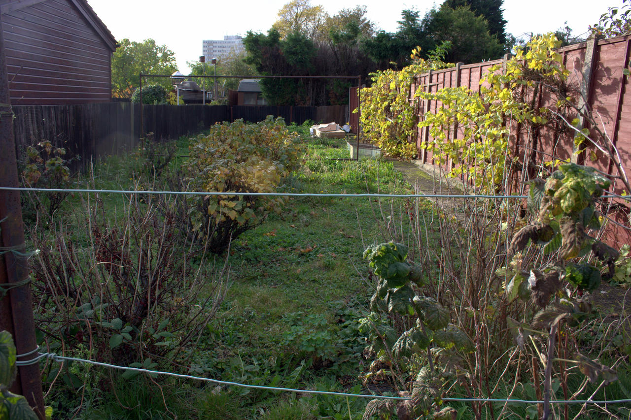 Veg patch looking West