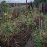 Freshly dug and weeded raspberry bed Oct 2010