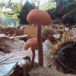DSC00917.JPG